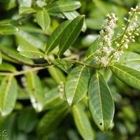 Cherry Laurel